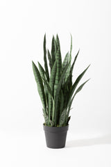 DRACAENA ARTIFICIAL PLANT - GREEN