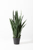 DRACAENA ARTIFICIAL PLANT - GREEN